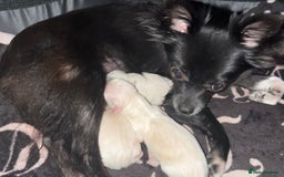 Chihuahua dogs for sale: Chihuahua For Sale - Advert 2