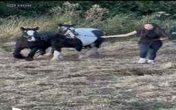 Irish Cob horses for sale: For sale 4 years mare - Image 2