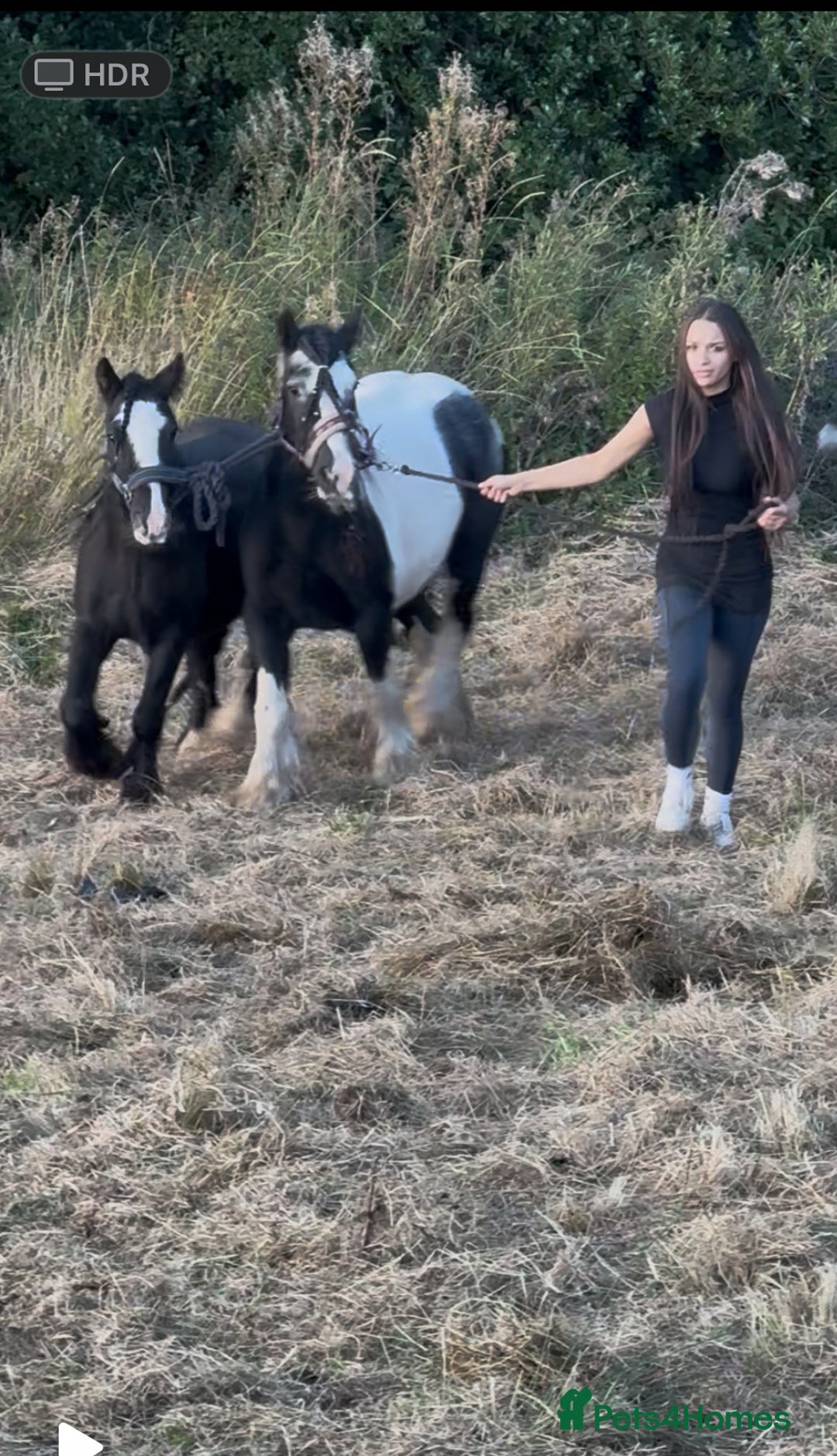 Irish Cob horses for sale: For sale 4 years mare - Image 2