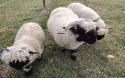 Sheep livestock for sale: Valais Blacknose Ewes, shearlings and ewelambs - Image 2