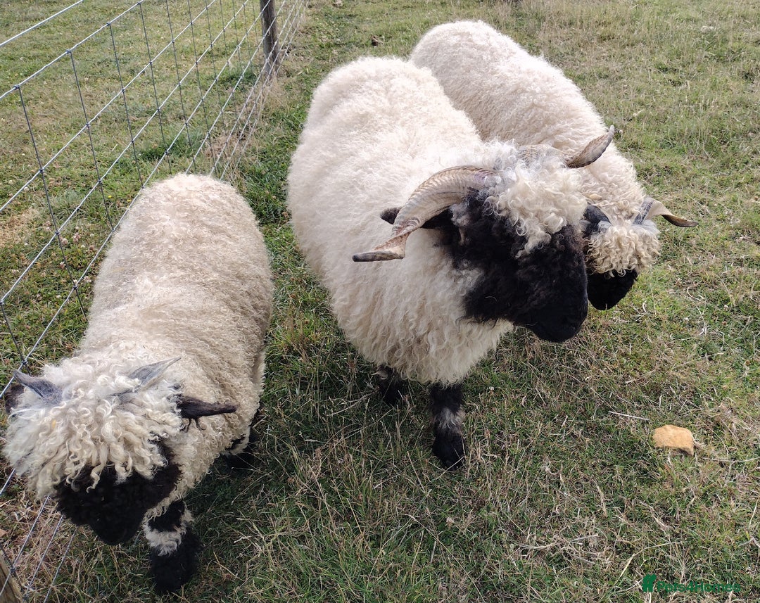 Sheep livestock for sale: Valais Blacknose Ewes, shearlings and ewelambs - Image 2