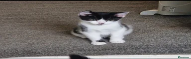 Mixed Breed Kitten 3