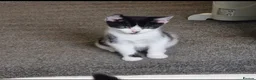 Mixed Breed cats for sale: 4 female kittens - Advert 3