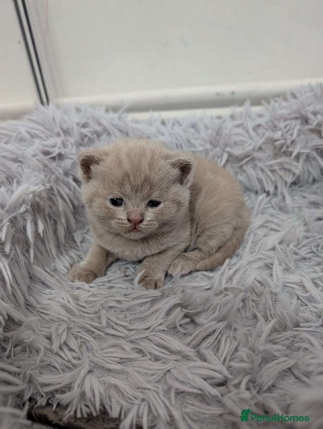 British Shorthair cats for sale: Cute fully british short hair kittens - Advert 2