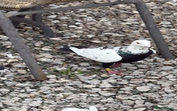 Pigeons birds for sale: Pigeons - Image 5
