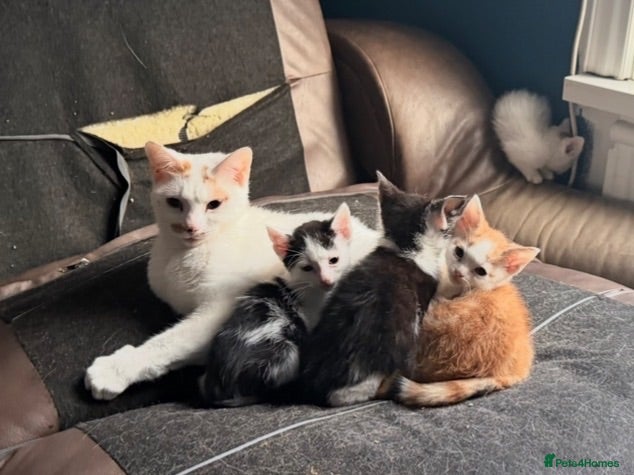 Mixed Breed cats Beautiful kittens looking for there forever home  - Advert 1