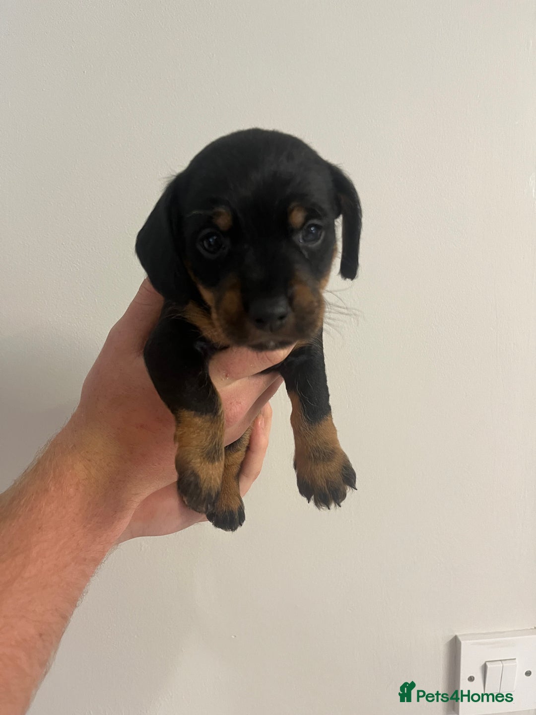 Mixed Breed dogs for sale: 8 beautiful dashaund X Jack Russel puppies  - Image 4