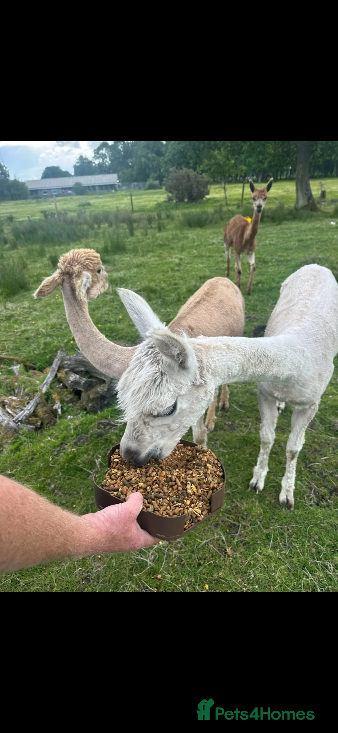 Alpaca livestock for sale: 3 Beautiful Alpacas  in Falkirk - Advert 1