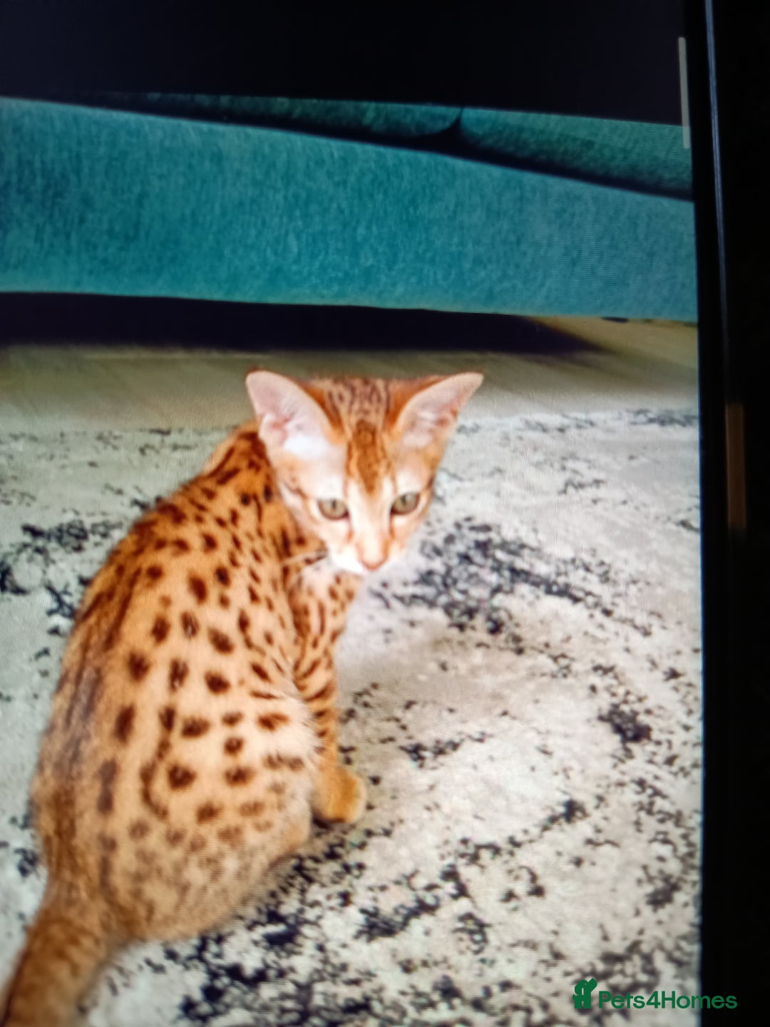 Savannah cats for sale: F3 savannah girls Tica reg  - Image 31