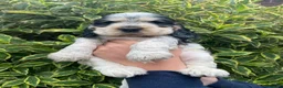 Cocker Spaniel dogs for sale: Expecting stunning sable cocker spaniel puppies  - Advert 4