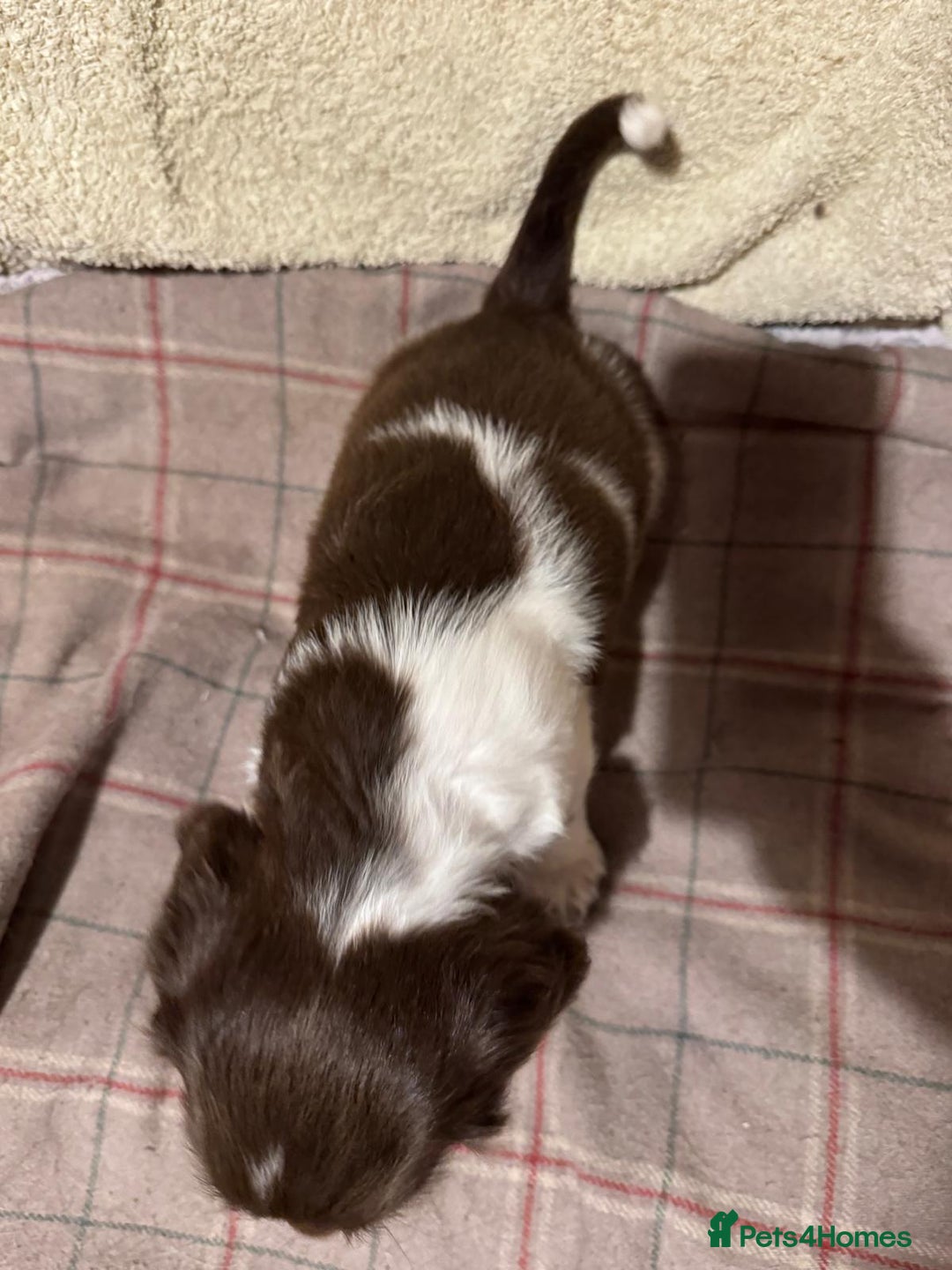 Sprocker dogs for sale: Sprocker Spaniel Puppies  - Image 12