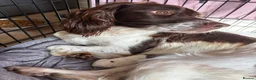 English Springer Spaniel dogs for sale: Litter of springer spaniel puppies!  - Advert 15