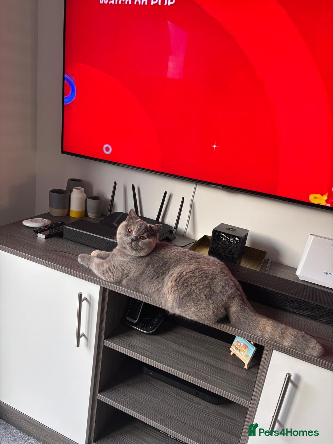 British Shorthair cats for sale: British Short hair - Advert 2