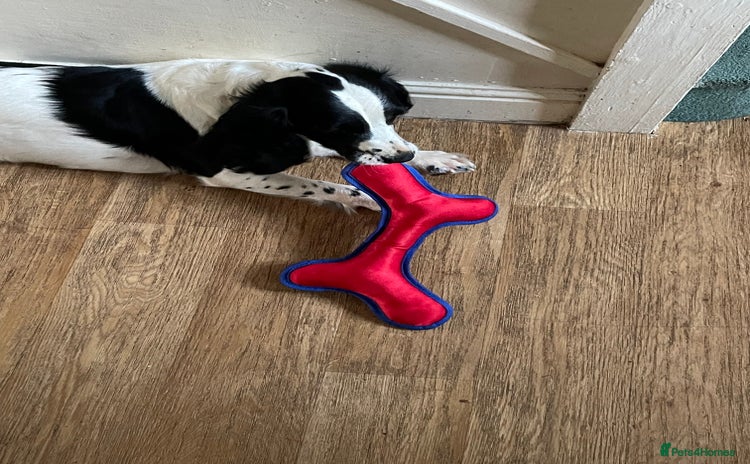 English Springer Spaniel dogs - Advert 3
