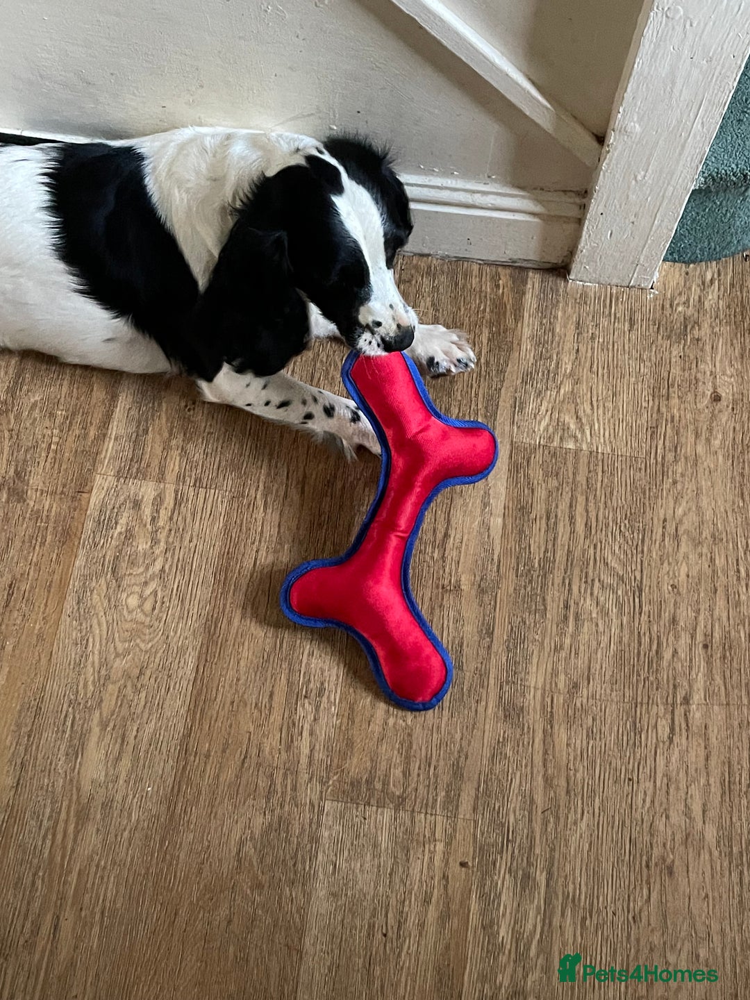 English Springer Spaniel dogs for sale: Diamond  - Image 1