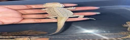 Bearded Dragon reptiles for sale: Clutch of leather backbearded dragon babies in Nottingham - Advert 4