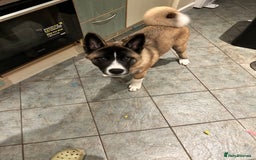 Huskita dogs for sale: Huskita  - Image 2