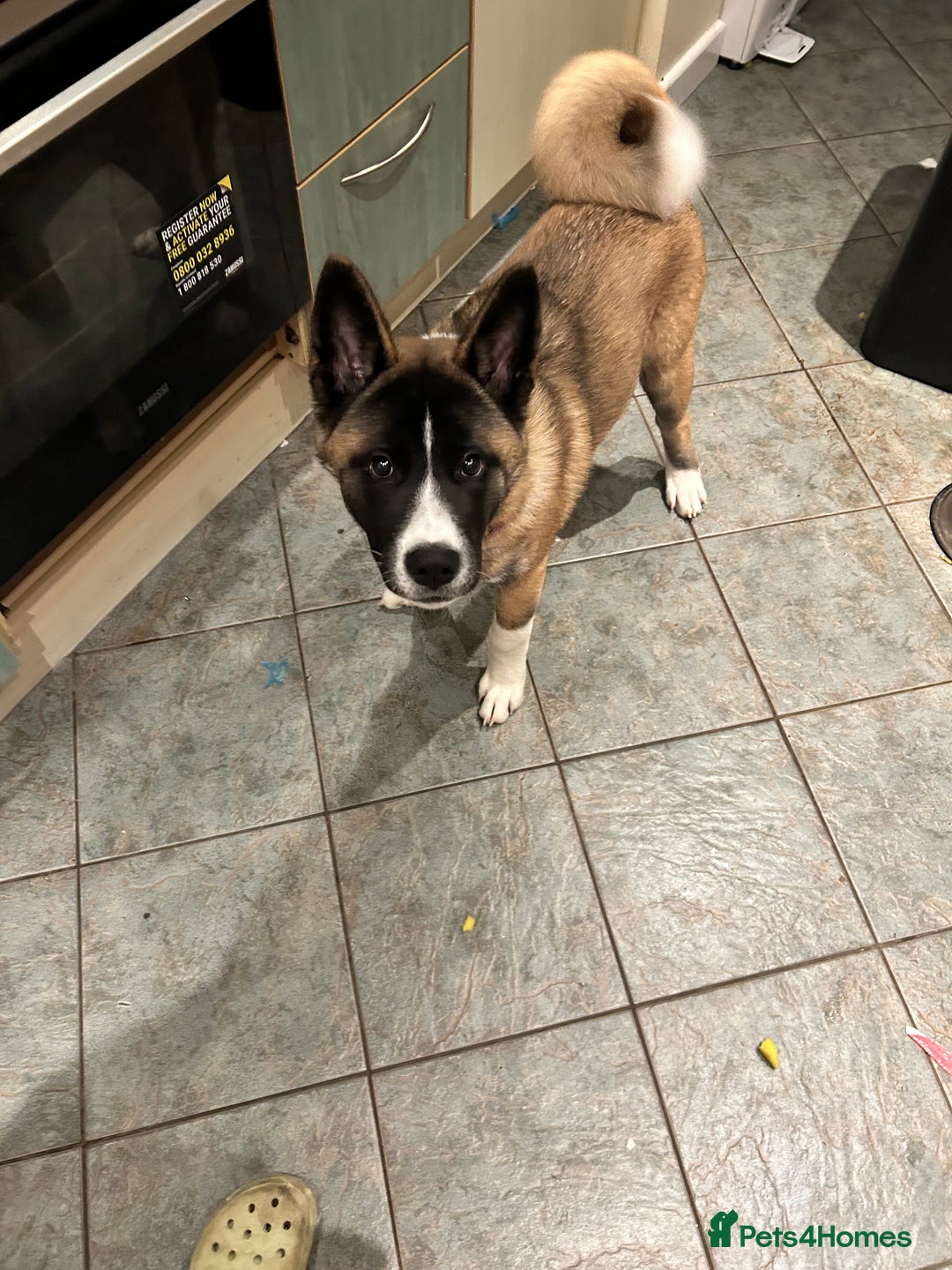 Huskita dogs for sale: Huskita  - Image 2