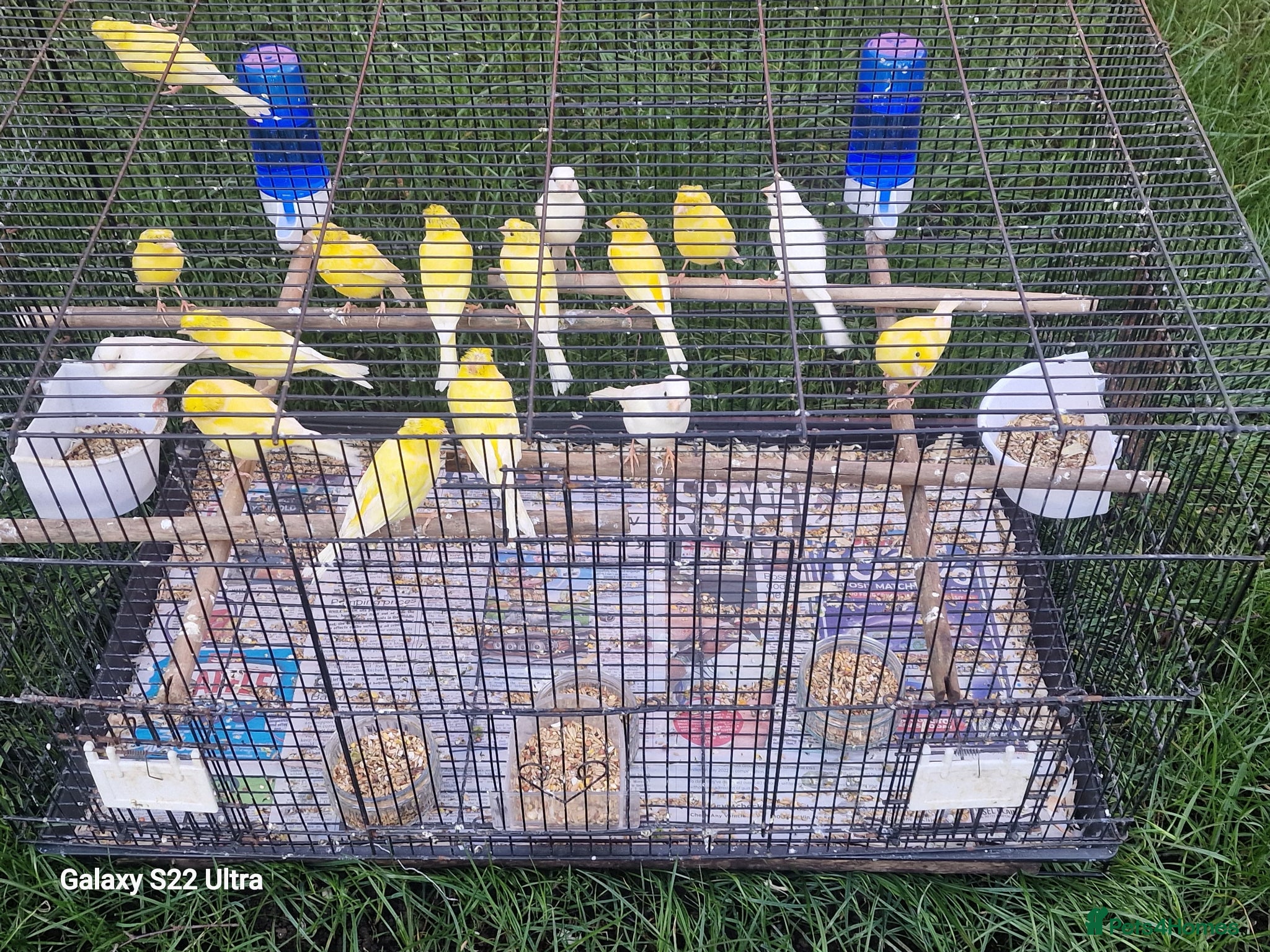 Canaries birds Canaries for sale  - Advert 2