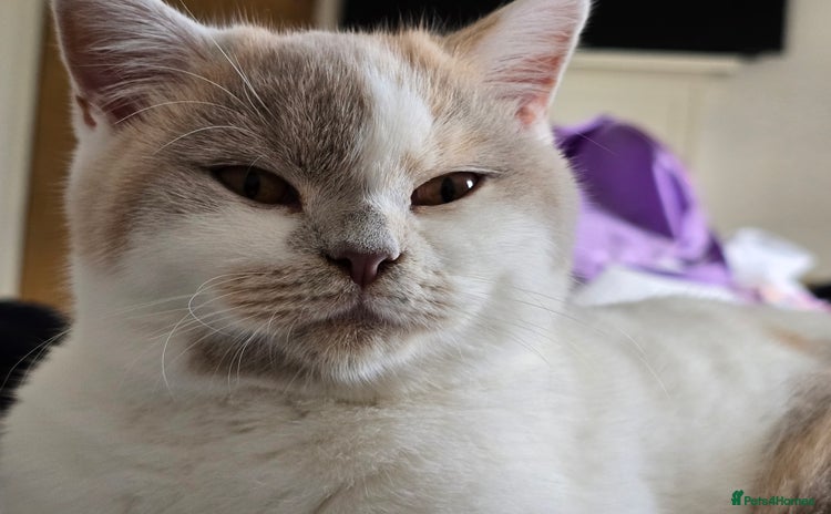 British Shorthair cats for sale - Advert 2