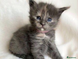 Maine Coon cats GCCF Blue Maine Coon Kittens - Advert 14