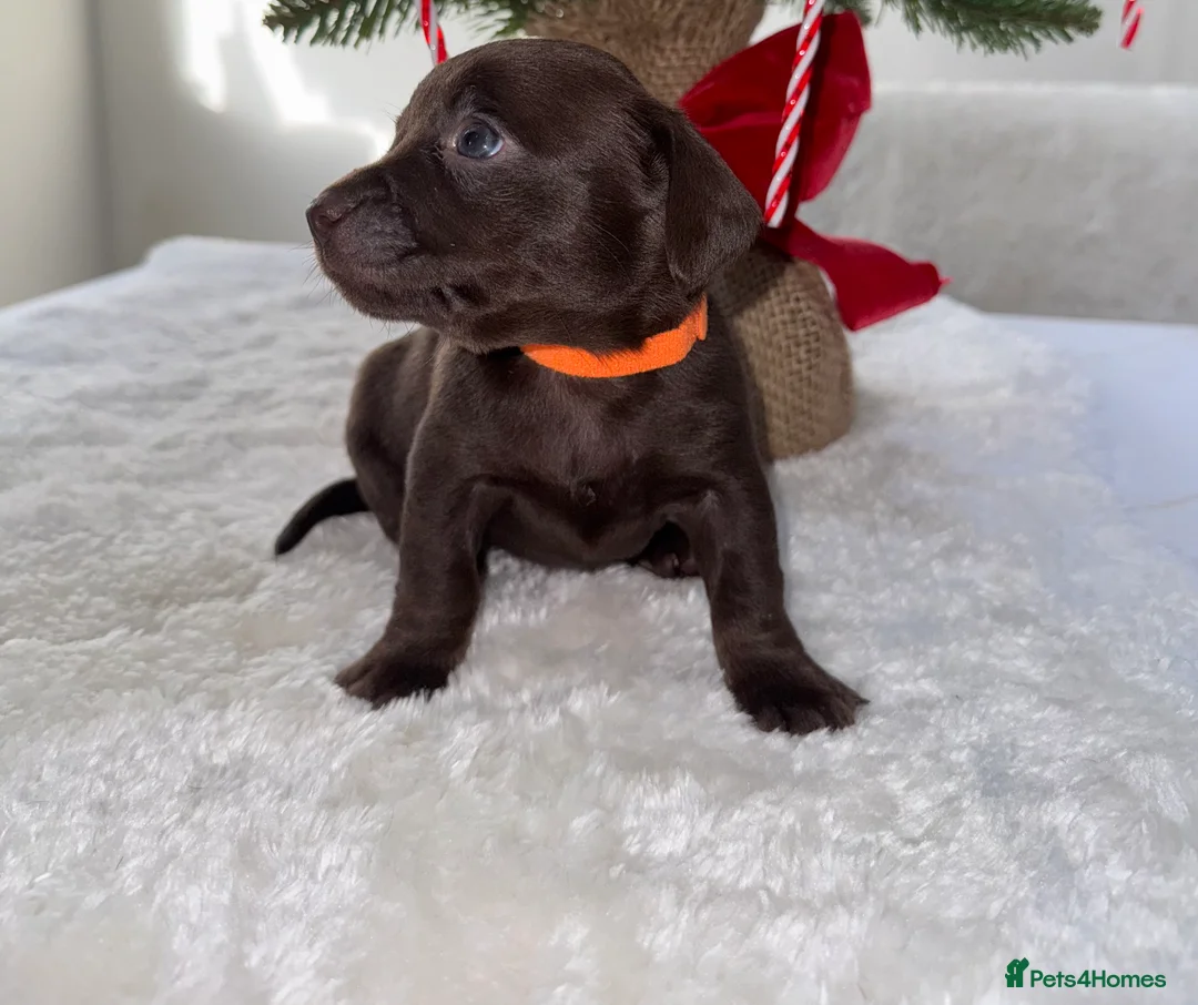 Chiweenie dogs for sale: Miniature Dachshund x Chihuahua  - Advert 28