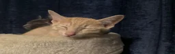 Siamese cats for sale: Siamese X British Short Hair - Advert 1