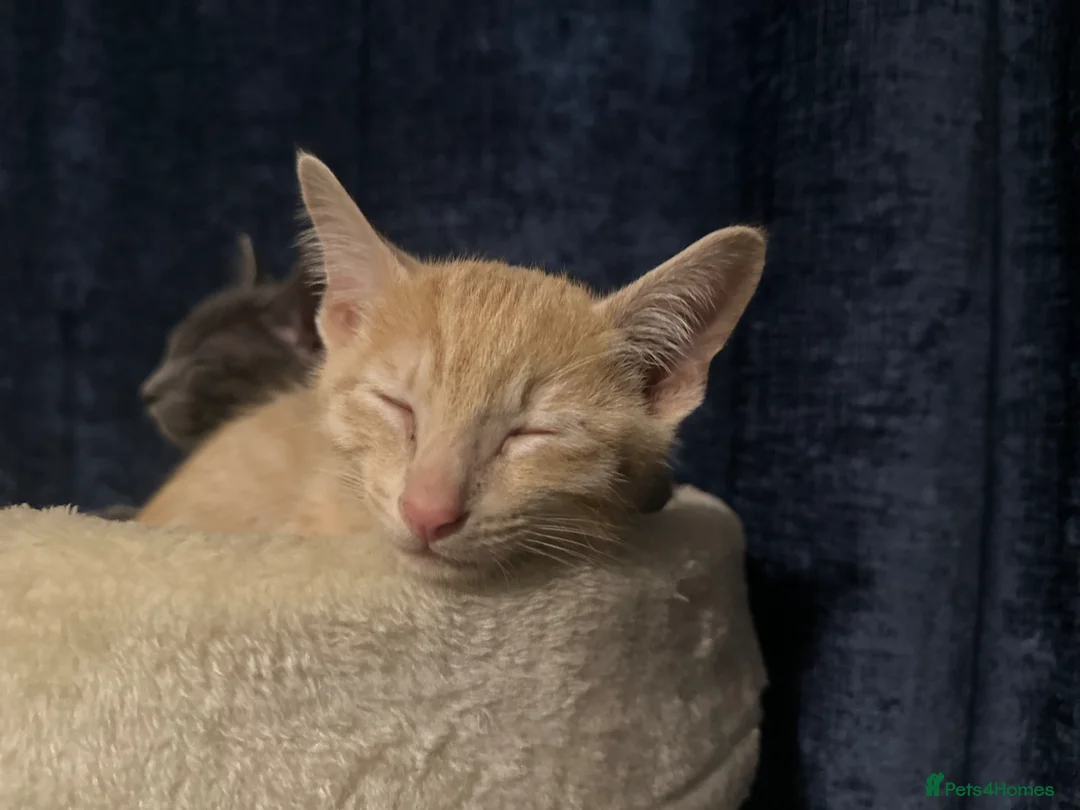 Siamese cats for sale: Siamese X British Short Hair - Advert 1