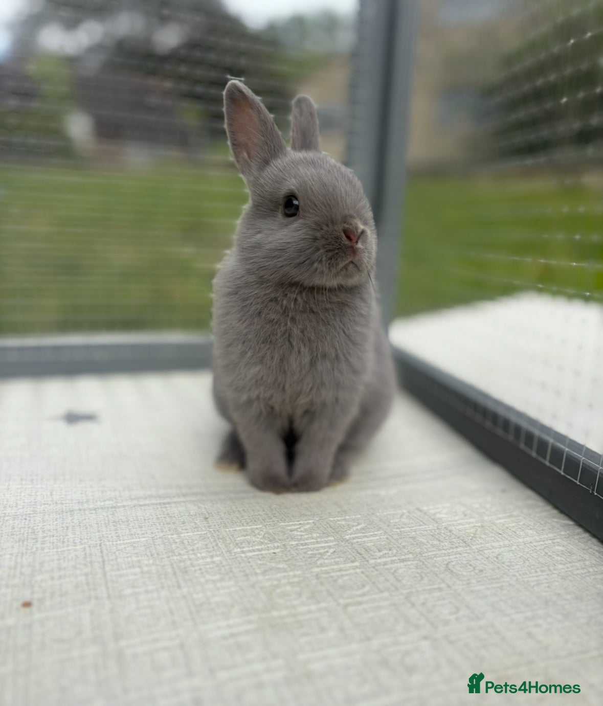 Netherland Dwarf rabbits Netherland dwarf bunnies   - Advert 3