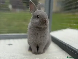 Netherland Dwarf rabbits Netherland dwarf bunnies - Advert 15