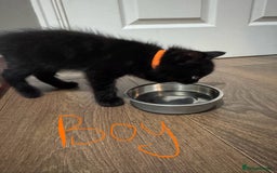 Domestic Shorthair cats for sale: 2 boy kittens for sale from 2 separate litters - Image 4