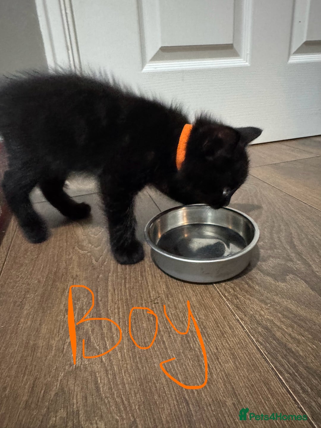 Domestic Shorthair cats for sale: 2 boy kittens for sale from 2 separate litters - Image 4
