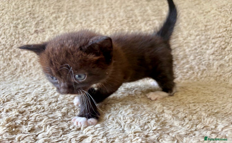 Mixed Breed cats for sale - Advert 1