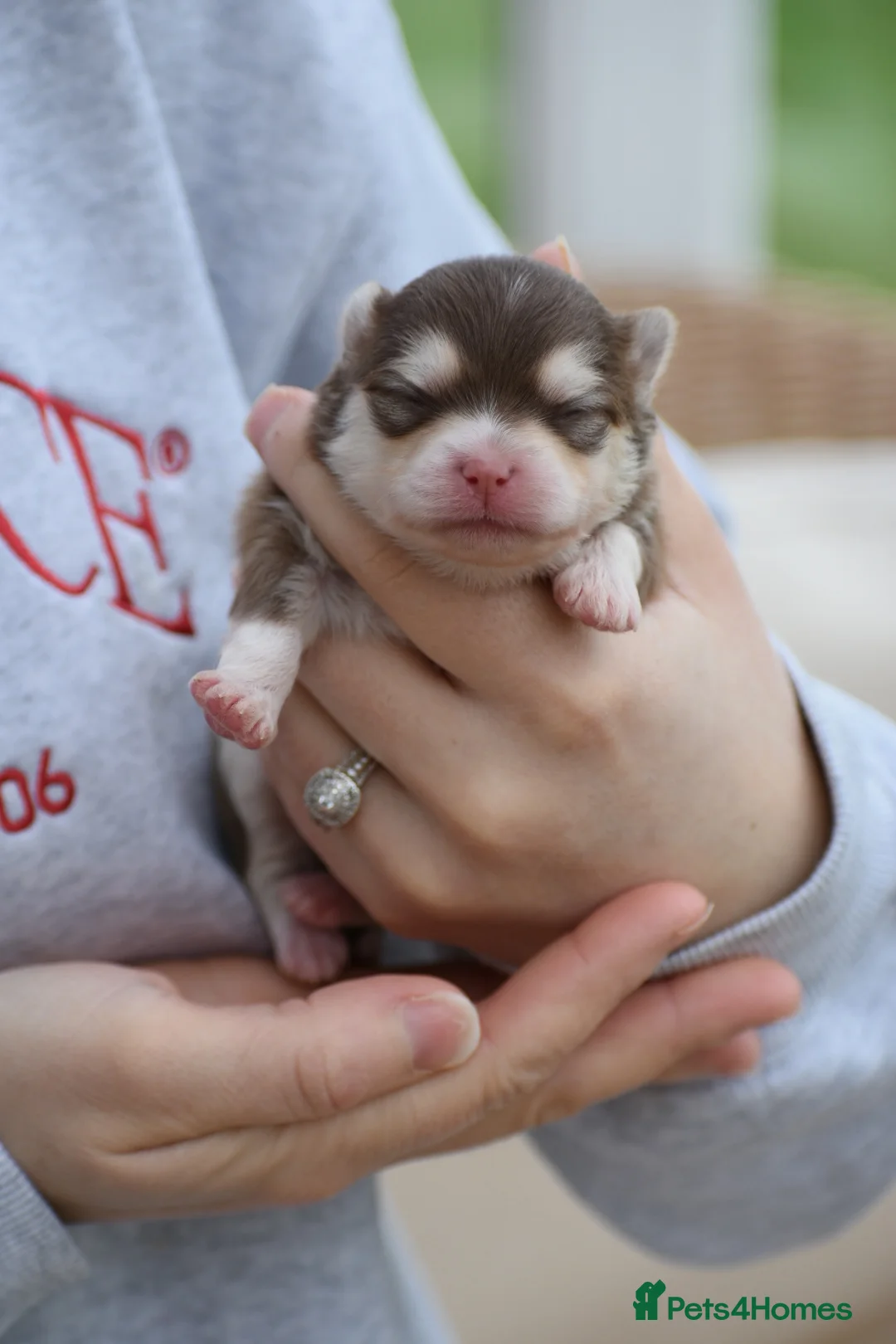 Pomsky dogs for sale: Stunning Pomsky puppies from health tested parents - Advert 3