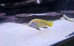 Cichlids fish for sale: African cichlids -  - Image 2