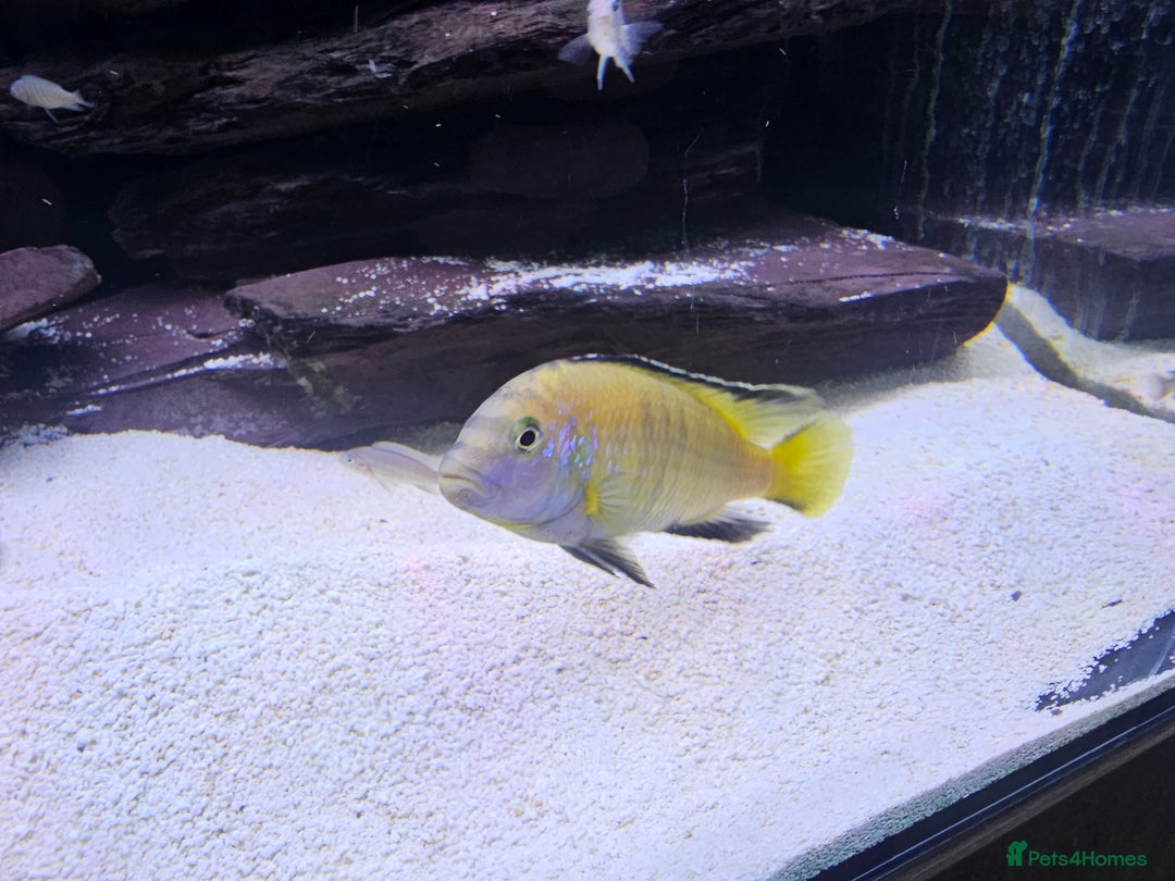 Cichlids fish for sale: African cichlids -  - Image 2