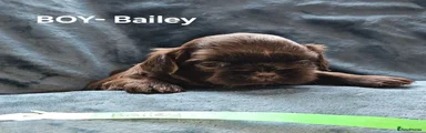 Shih Tzu 3 Bailey 