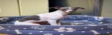 Italian Greyhound Puppy 3