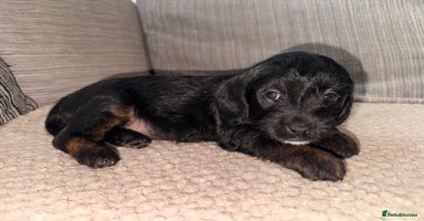 Mixed Breed dogs - Advert 4
