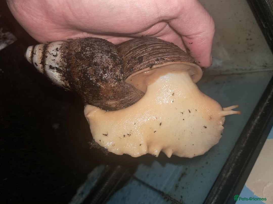 Snails invertebrates for sale: Large Albino Land Snails x3 Free - Image 2