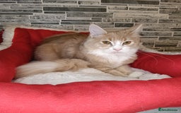 Maine Coon cats for sale: Maine coon kittens 'PuuureLove'  - Image 18