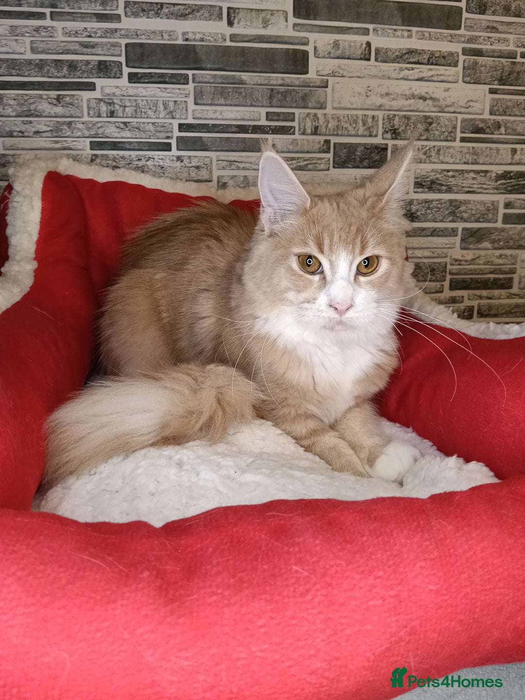 Maine Coon cats for sale: Maine coon kittens 'PuuureLove'  - Image 18