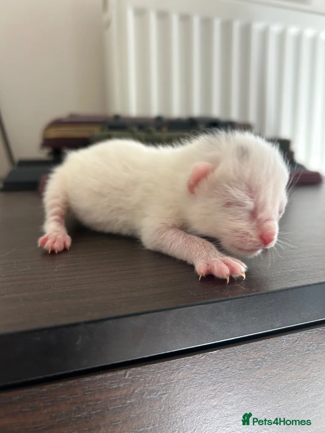 Mixed Breed cats for sale: 3 new kittens to go  in Basingstoke - Advert 5
