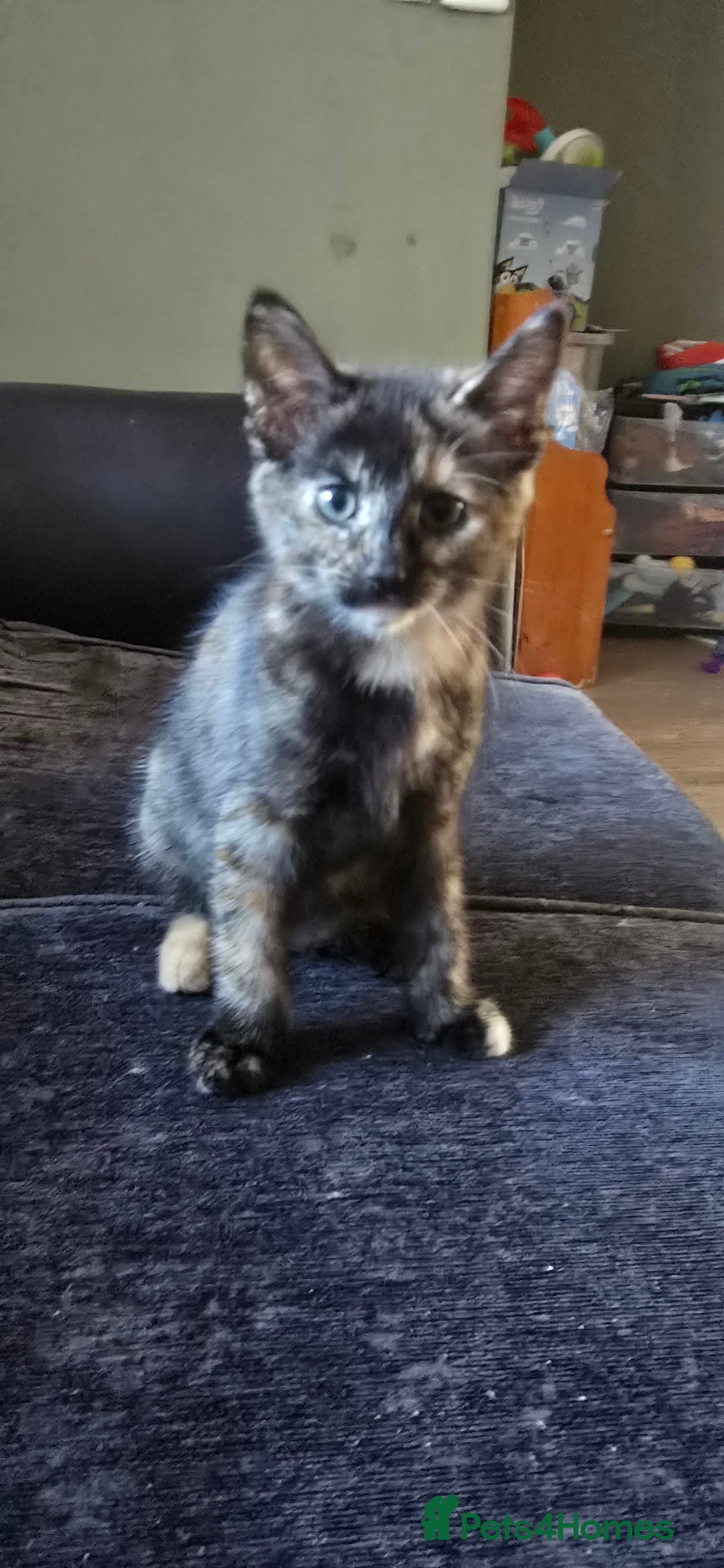 Domestic Shorthair cats for sale: £10. 17 week old cat - Image 3