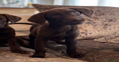 Labrador Retriever dogs - Advert 1