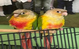 Conures birds for sale: Beautiful Sweet Baby Conure  - Advert 3