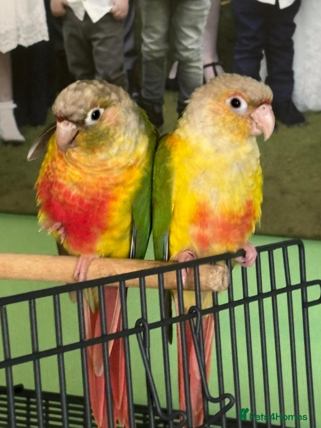 Conures birds for sale: Beautiful Sweet Baby Conure  - Advert 3