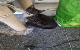 Mixed Breed cats for sale: Kittens for sale  - Image 6