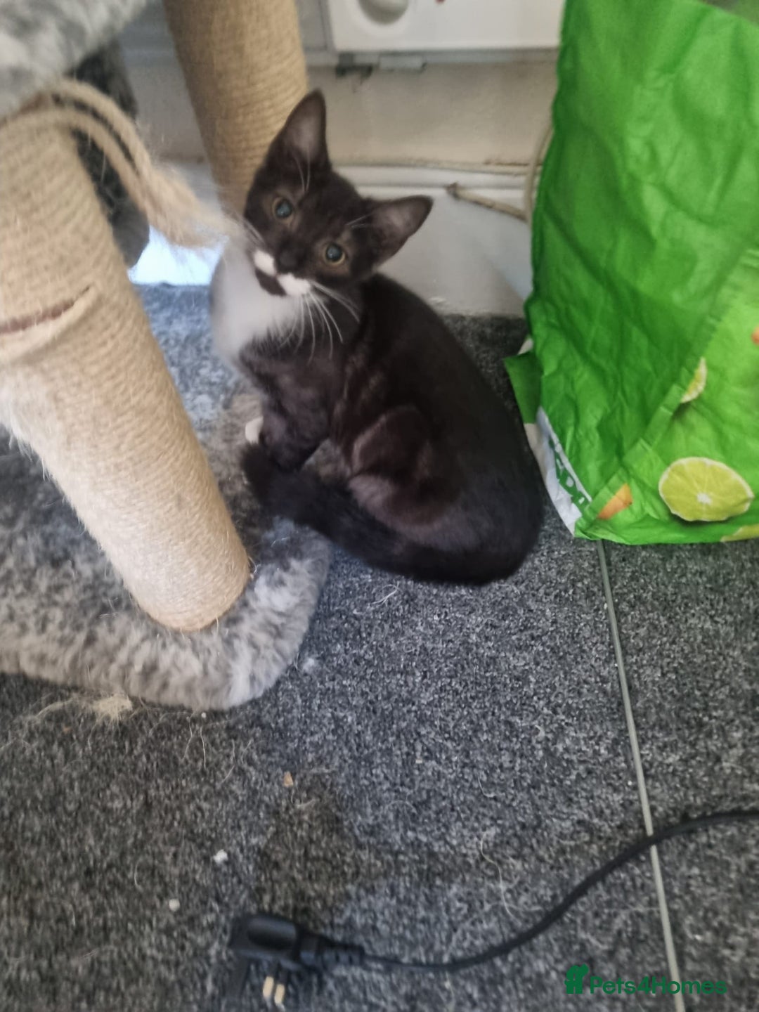 Mixed Breed cats for sale: Kittens for sale  - Image 6