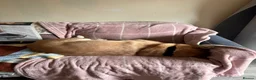 Mixed Breed dogs for sale: MUST BE ONLY PET IN HOME - Advert 3